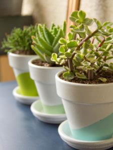 Original_Chelsea-Costa-Potted-Succulents-Beauty7_v.jpg.rend.hgtvcom.1280.1707