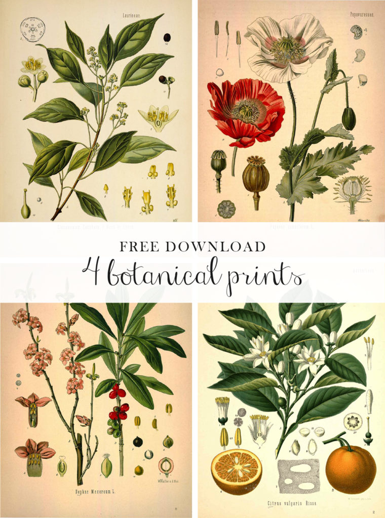 free-botanical-printables