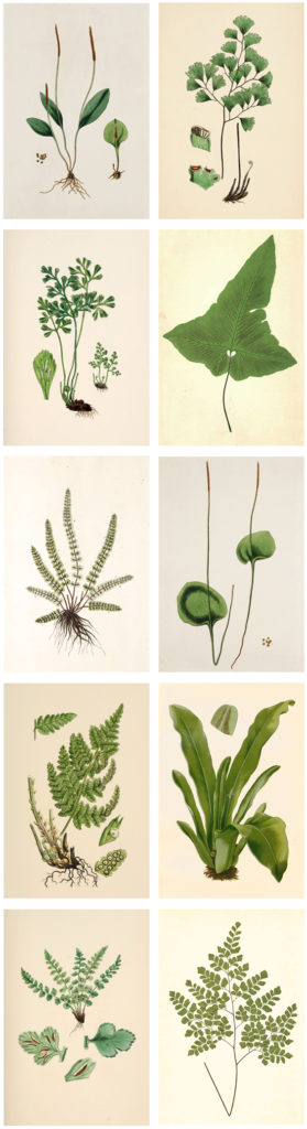 Free-Printable-Wall-Art-Plant-Illustrations