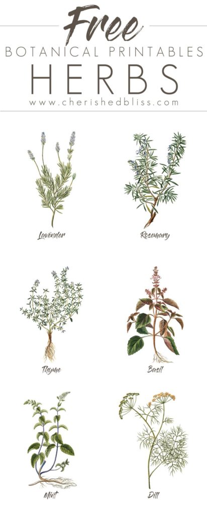 Spring-Herb-Printables