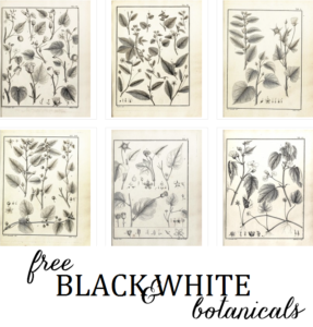 black_white_botanical_printables