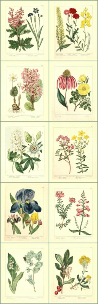 free-botanical-printables