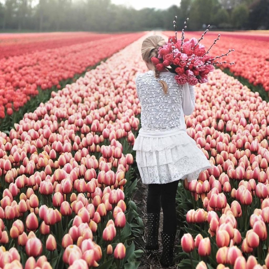 field-of-tulips