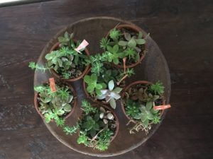 baby-shower-succulent-favors