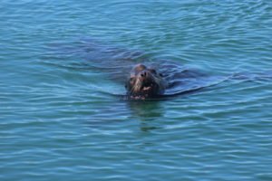 california-sea-lion