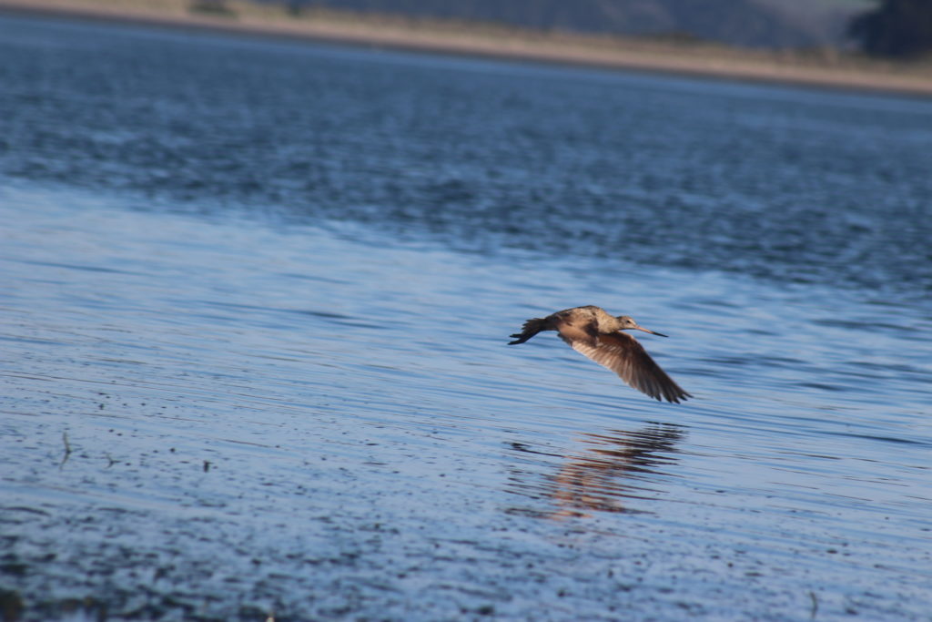 flying-bird-dillon-beach