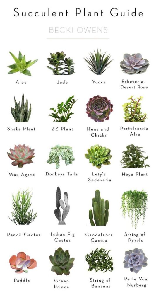 succulent-guide-becki-owens