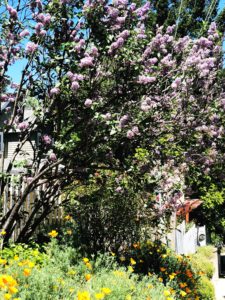 nevada-city-spring-flowers