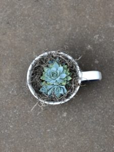 succulent-in-coffee-mug-organized-squirrel