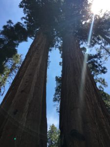 calaveras-big-trees-california