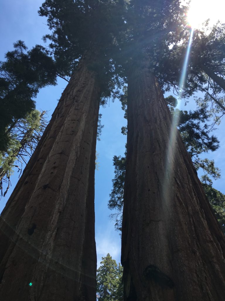 calaveras-big-trees-california